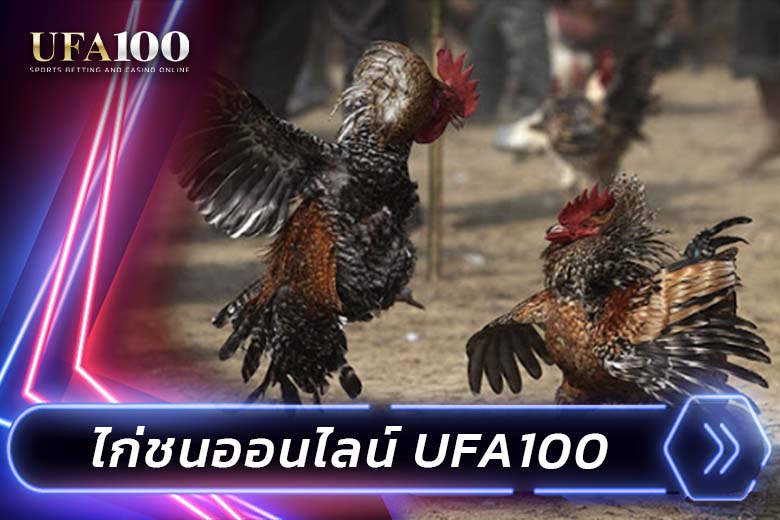 UFA100-cover-cockfight-ufabet